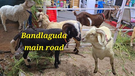 Qurbani Ke Bakre In Bandlaguda Hashamabad Bannur Vilayati Rampuri