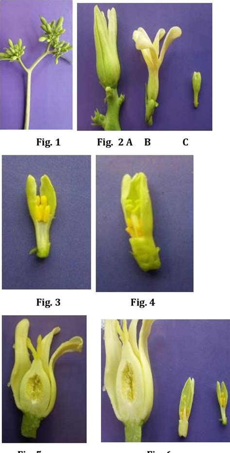 Papaya Flower Anatomy