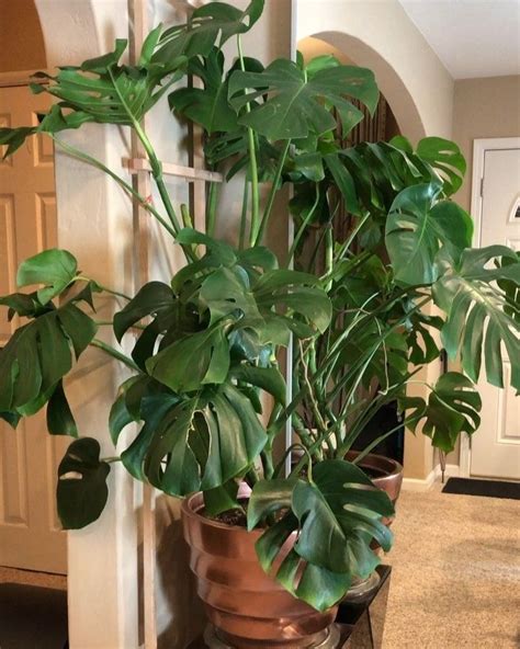 Indoor Trellis For Monstera Plant Growth