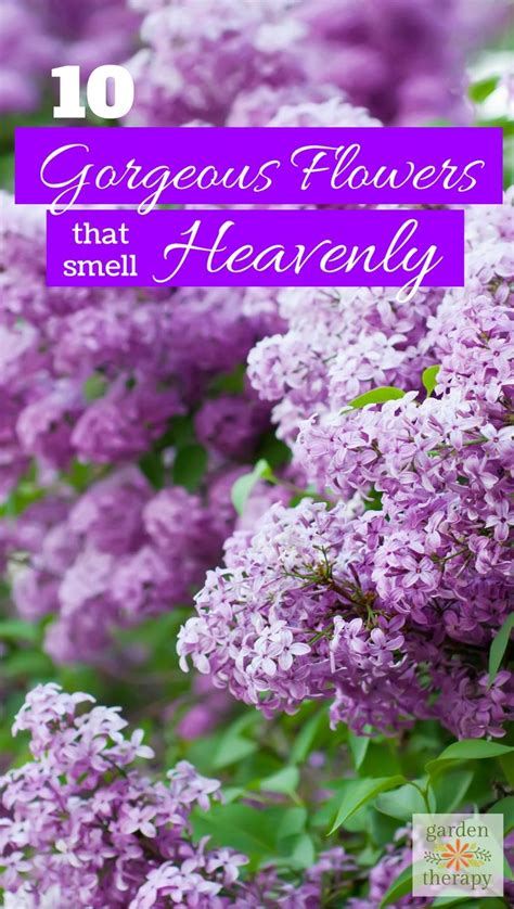 The 25+ best Best smelling flowers ideas on Pinterest