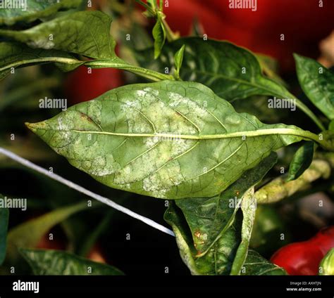 Powdery Mildew Leveillula Taurica Infection On Sweet Pepper Leaf