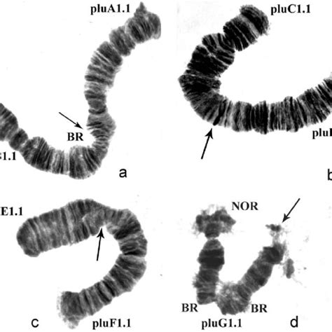 Polytene Chromosomes Of Chironomus Plumosus L From The Czech Republic