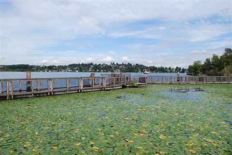 Arboretum Waterfront Trail on Lake Washington | Seattle Bloggers