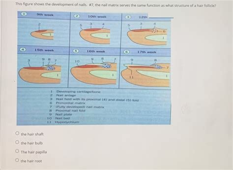 Solved This Figure Shows The Development Of Nails 7 The