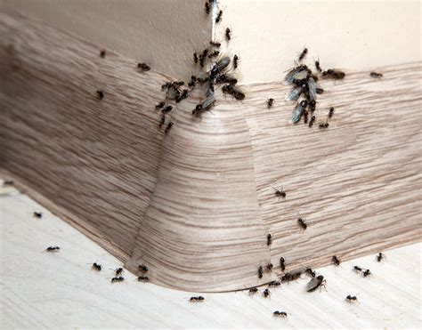 Signs Of Ant Infestation And How My Pest Pros Can Help