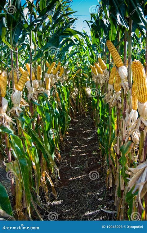 Maize Crop stock image. Image of farm, food, botanical - 19043093