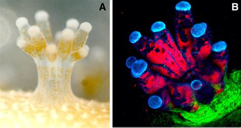 Coral polyps in symbiosis. (A) Light micrograph of an Acropora... | Download Scientific Diagram