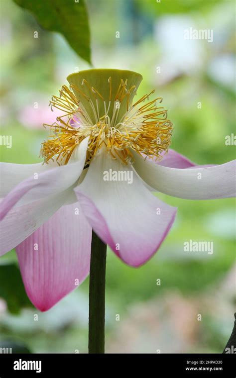 Detail Of The Petals And Stamens Of A Lotus Flower Nelumbo Nucifera