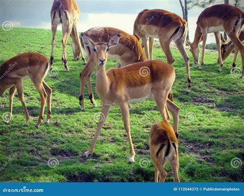 Animais Selvagens Fauna Ecossistema Reserva Natural Imagem Imagem