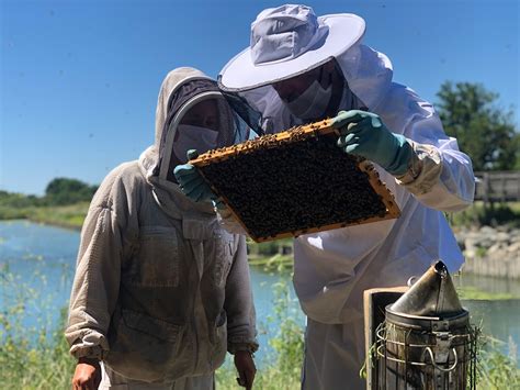 Initiation L Apiculture Devenez Autonome Au Rucher Niveau Apinov