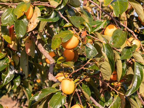 Persimmon Tree Identification Guide - Minneopa Orchards