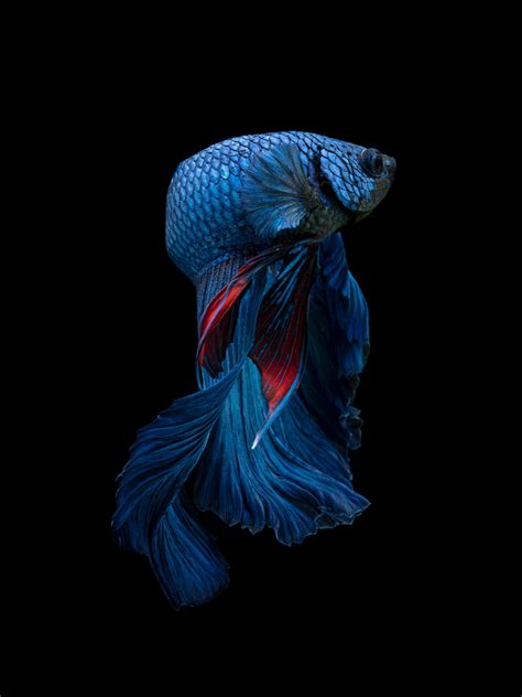 what happens if betta fish shaking cheap 3