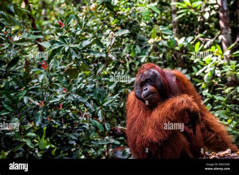 Alpha Male Orangutan Eating In Tanjung Harapan Camp Tanjung Puting