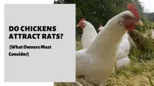 Do Chickens Attract Rats What Owners Must Consider