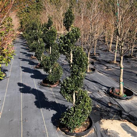 Ilex X Emerald Colonnade® Emerald Colonnade Holly® Spiral Topiary