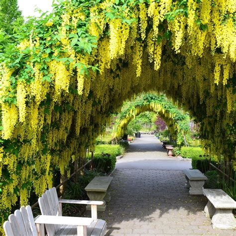 Golden Chain Tree Seeds (Laburnum anagyroides) - Price €1.95