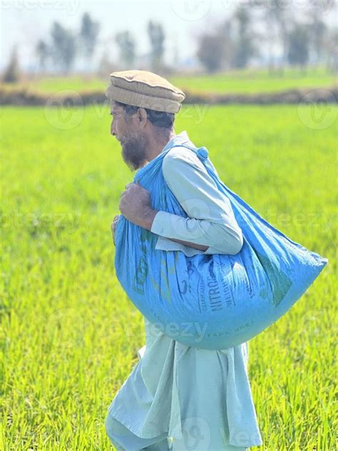 Pakistan Farmer Spreading Fertilizer In The Agriculture Field 20137008