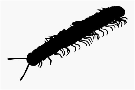 Millipede Clipart Transparent Centipede Black Png Free Transparent