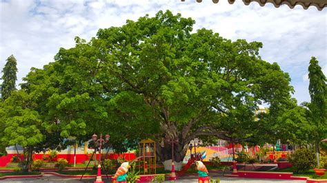 Parque Central De San Vicente Centenario Una Joya De Historia Y