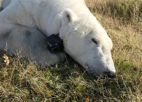 Polar bears are threatened with starvation in summer - Techzle