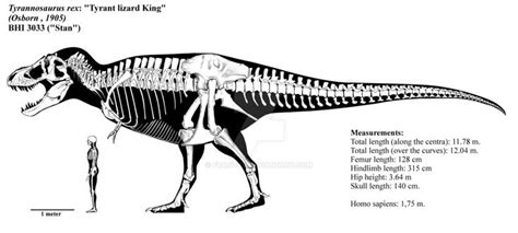 Dinosaur Skeleton Chart