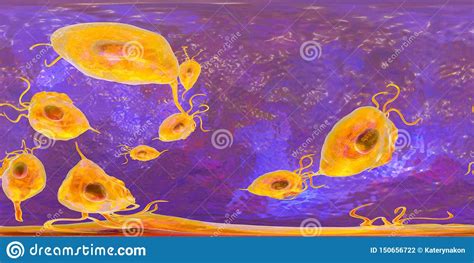 Trichomonas Vaginalis Protozoan 360 Degree Panorama View Stock Illustration Illustration Of