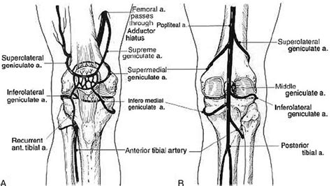 Patella Diagram