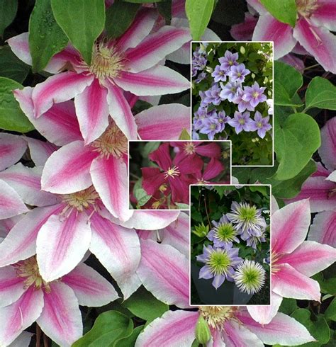 Multiple Varieties | Clematis | Shades of Green Inc.