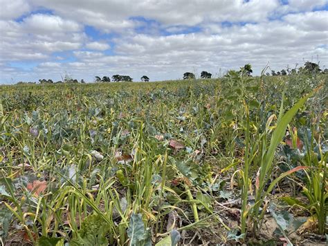 Mixed Cover Crops For Sustainable Farming