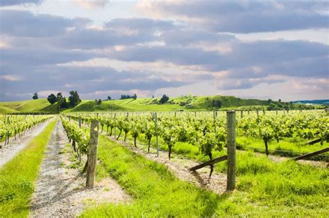 Winery of New Zealand stock photo. Image of rows, nature - 248594980