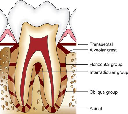 Periodontal Ligament Space