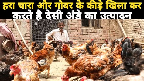 320 बरड क दस पलटर फरम Backyard Poultry Farming in India