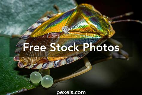 Palmetto Bug Eggs Photos, Download Free Palmetto Bug Eggs Stock Photos ...