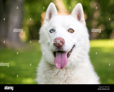 Cerca De Un Perro Husky Blanco Con Heterocrom A Un Ojo Azul Y Un Ojo