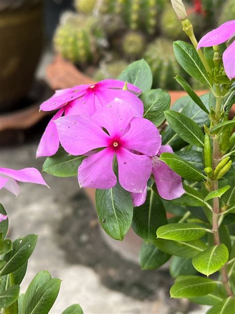 Beautiful Pink Catharanthus Roseus Flower In The Garden Stock Photo