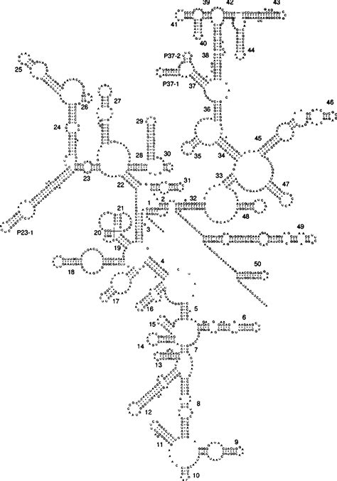 Figure 4 From Compilation Of Small Ribosomal Subunit RNA Structures