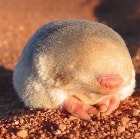 Grants Golden Mole Naturerules1 Wiki Fandom