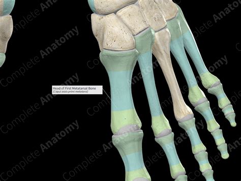 Head Of First Metatarsal Bone Complete Anatomy