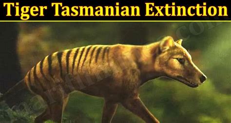 Tiger Tasmanian Extinction August All Facts Here