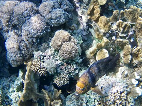 Lord Howe Island: Snorkeling in the Lagoon – Travel2Unlimited