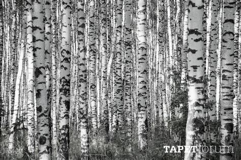 🔥 [50+] White Birch Wallpapers | WallpaperSafari