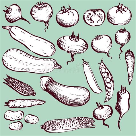 Set Of Drawing Vegetables Stock Vector Illustration Of Meal