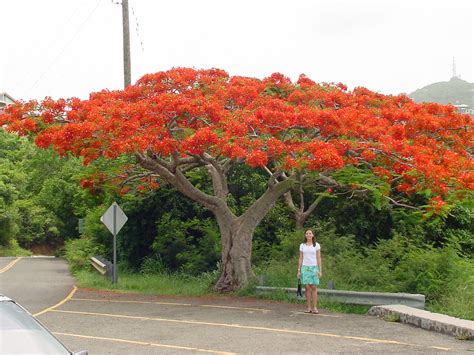 Flamboyant Tree St Thomas A Striking Flamboyan Tree In B Flickr