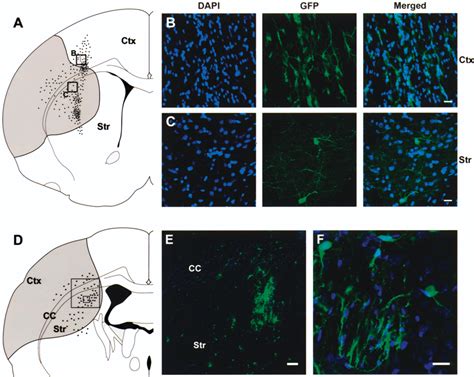 Transplanted MGE Cells Disperse And Acquire Various Morphologies