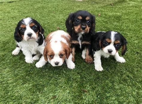 Cavalier King Charles Spaniel Dog Breed Information Images