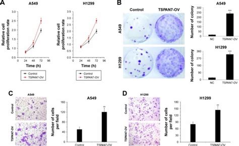 Full Article Tspan Promotes The Migration And Proliferation Of Lung