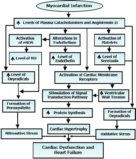 Role of some vasoactive hormones in the activation of membrane ...