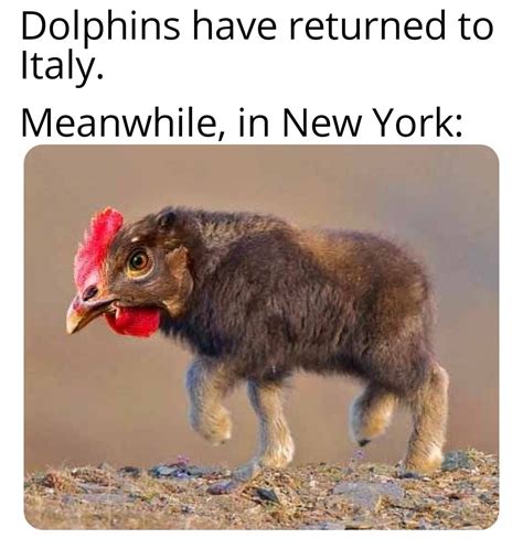 Buffalo Chicken : r/memes