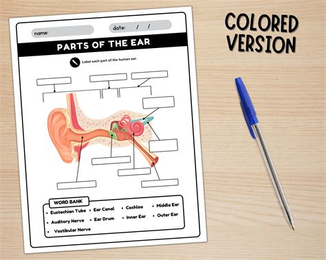 understanding  ear parts   ear worksheet printable ez printable