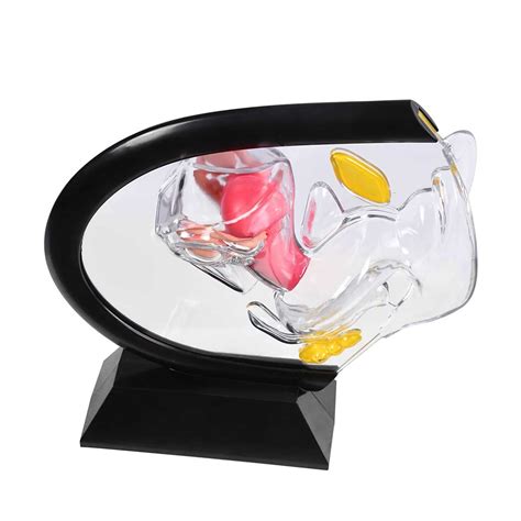 Buy Ymnfi Transparent Uterus Model Upgraded Version Human Vagina